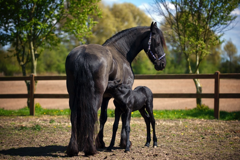 alimento para yeguas preñadas y en lactancia, potrillos y yearlings