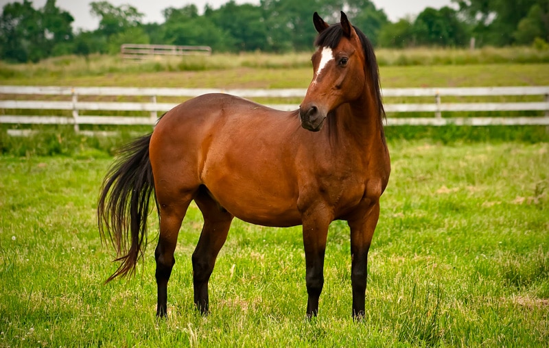 suplemento para caballos, reproductores y potros