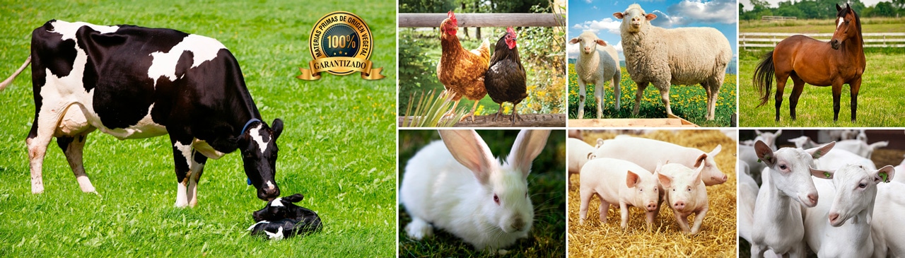 alimento para animales