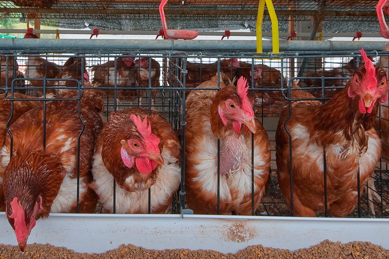 gallinas ponedoras jaula