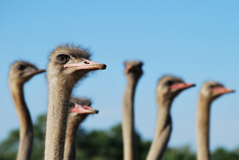 alimento avestruces en crecimiento