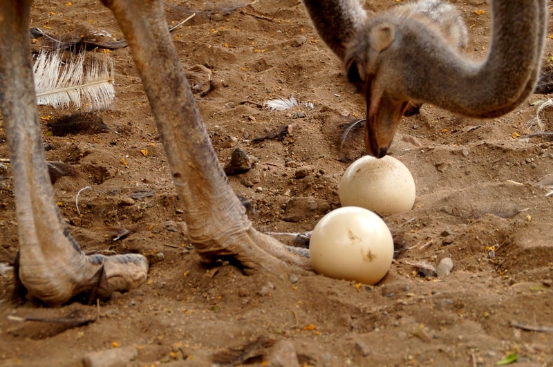 alimento avestruz en postura