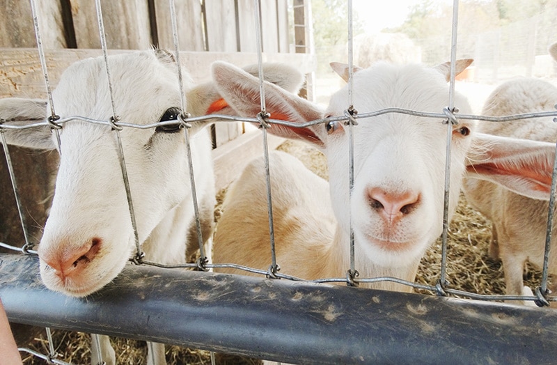 cabras lecheras