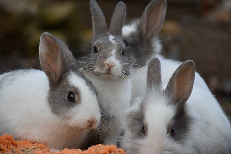 alimento para crianza conejos