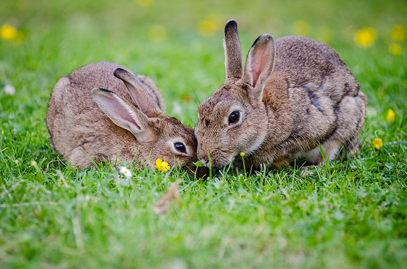 alimento para conejos