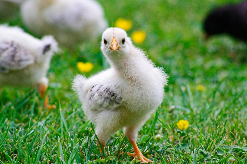 alimento para pollos