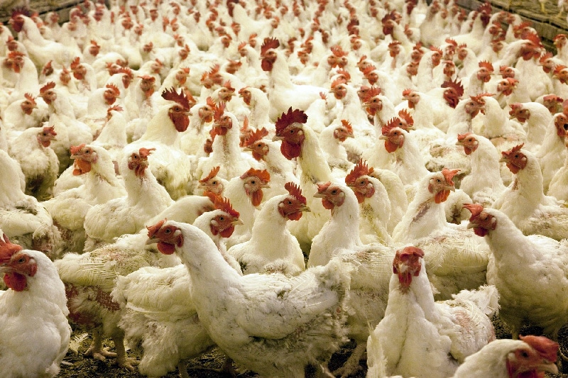 pollos broiler