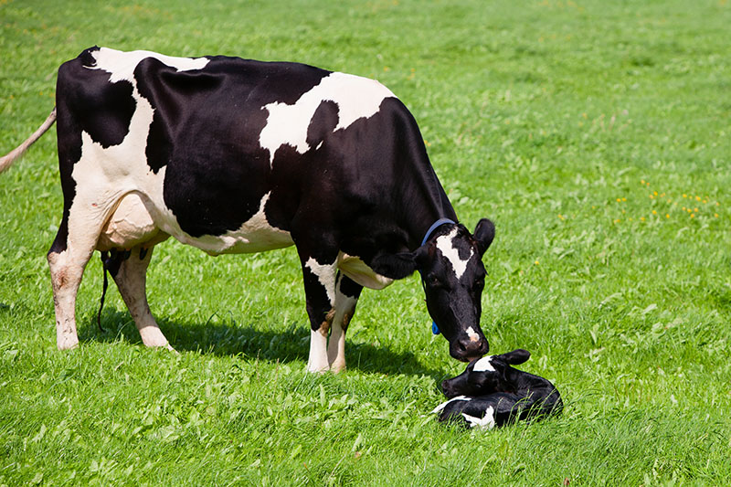 Alimento para vacas lecheras