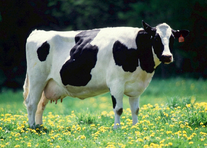 formulaciones especiales para vacas lecheras