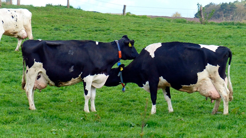 vacas lecheras prime